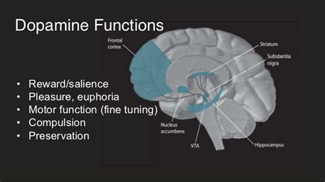 The Role Of Dopamine