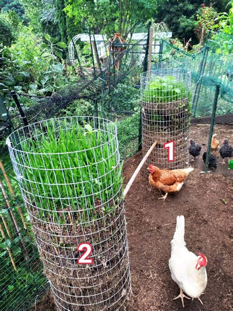 Common Chicken Coop Mistakes I Wish I Knew Earlier Artofit