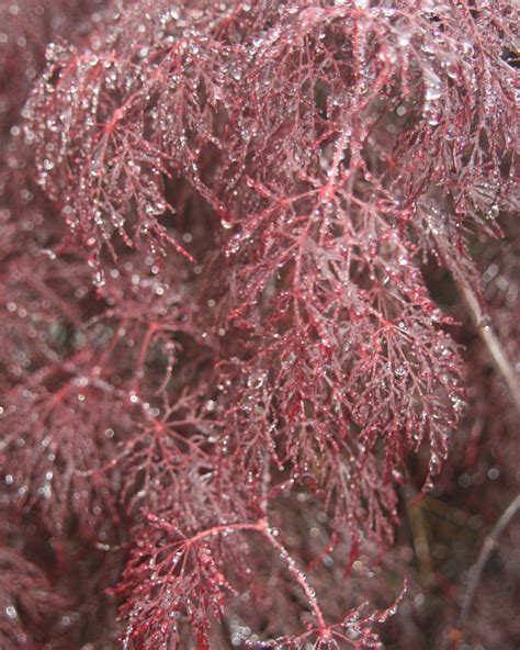 Mrmaple On Tumblr Acer Palmatum Red Filigree Lace Dwarf Japanese