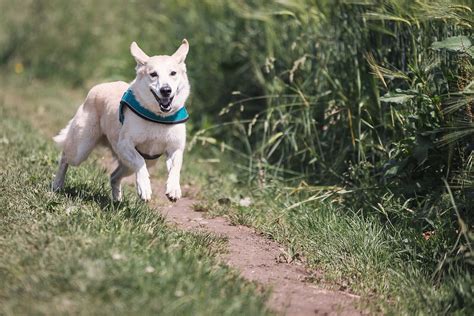 Dove Adottare Un Cane Nelle Marche La Guida Completa