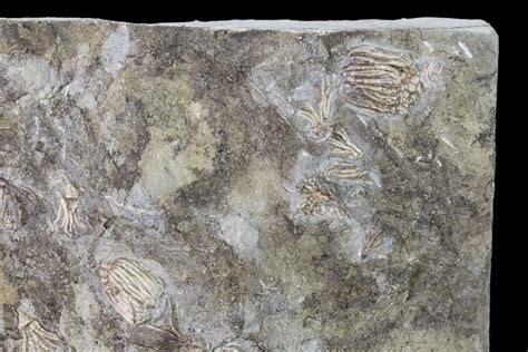 Five Species Of Crinoids On One Plate Gilmore City Iowa