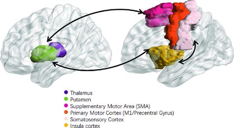 Sensorimotor Network The Sensorimotor Network Smn Mainly Comprises