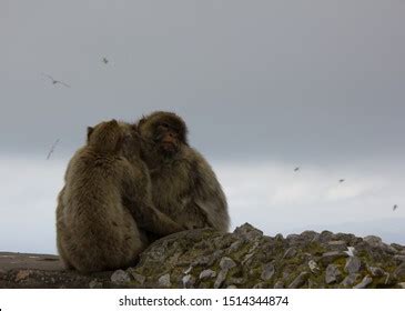 221 Cute Monkeys Hugging Each Other Images, Stock Photos & Vectors ...