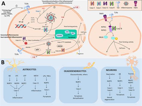 Frontiers Brainiac Caspases Beyond The Wall Of Apoptosis