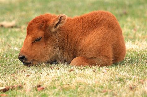 Newborn baby bison at Yellowstone National Park : r/aww