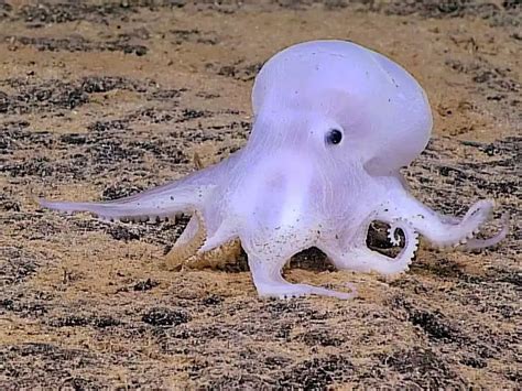 Scientists Discovered This Unknown Ghost Like Species Of Octopod Off