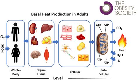 Resting Energy Expenditure From Cellular To Wholebody Level A