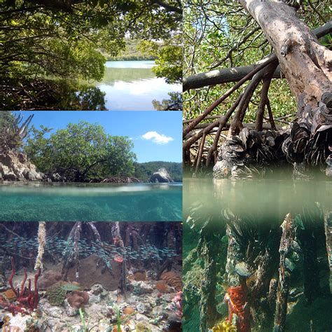 Mangroves Coral Reefs