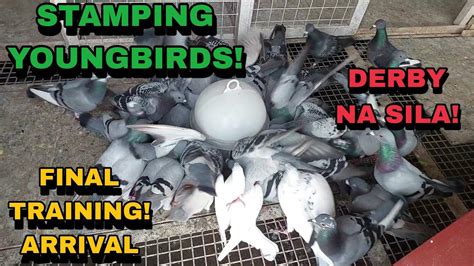 Pigeon Arrival Kms Tagkawayan Quezon Youtube