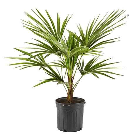 Online Orchards 5 Gal Windmill Palm Tree Among The Most Cold Hardy Palm Trees Sbpm501 The