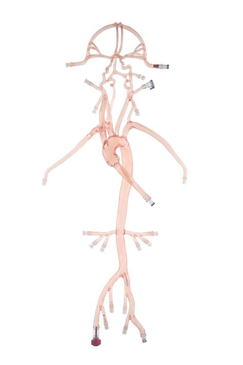 Neuro System Trainer With Type Iii Arch United Biologics