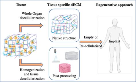 Ecm Decellularization Methods Encyclopedia Mdpi