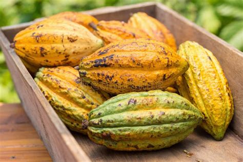 Cacao Fruit Raw Cacao Beans Cocoa Pod On Wooden Background Stock