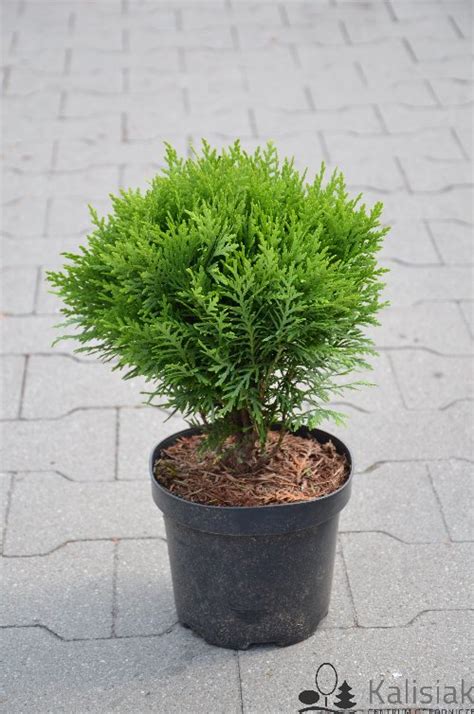 Thuja Occidentalis Danica Ywotnik Zachodni