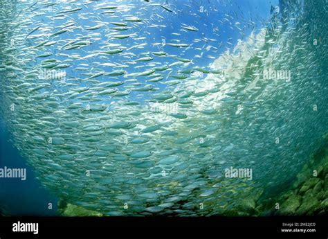 Shoal Of Tiny Fish Swimming In Spiral Over Stony Bottom In Blue Sea