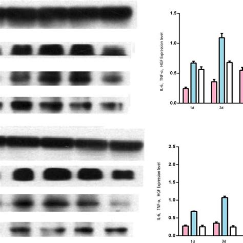 Immunoblotting Assays Showing The Expression Of Tnf α Il 6 And Hgf In