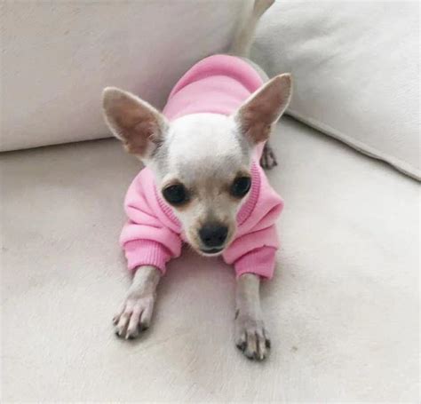 Allergies in Chihuahuas: Causes and Treatment - Chihuahuas Blog