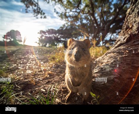 Quokka On Rottnest Island Stock Photo Alamy