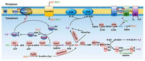 Antioxidants Free Full Text Generation And Physiology Of Hydrogen