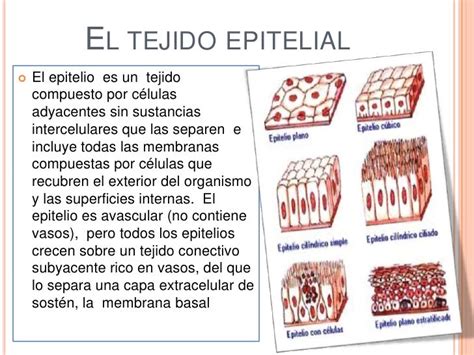 Tejido Epitelial