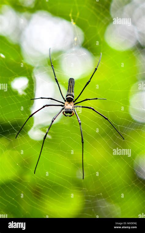 Female golden orb weaver hi-res stock photography and images - Alamy