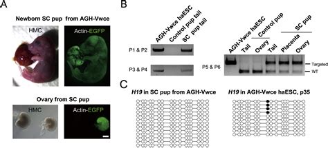 Generation Of Genetically Modified Mice By Oocyte Injection Of Androgenetic Haploid Embryonic