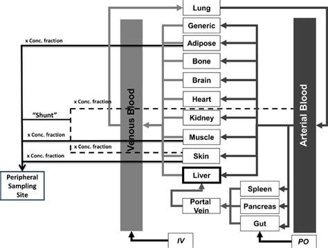 Current Full Pbpk Model In Simcyp With Schematic Representation Of The