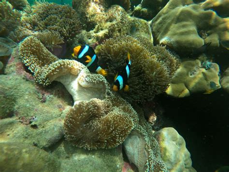 Koh Lipe Snorkeling Na Wyspach Zewnętrznych łodzią Longtail Getyourguide