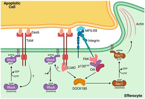 Cells Free Full Text Having An Old Friend For Dinner The Interplay