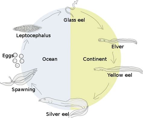 What is the Difference Between Anadromous and Catadromous Fish - Pediaa.Com