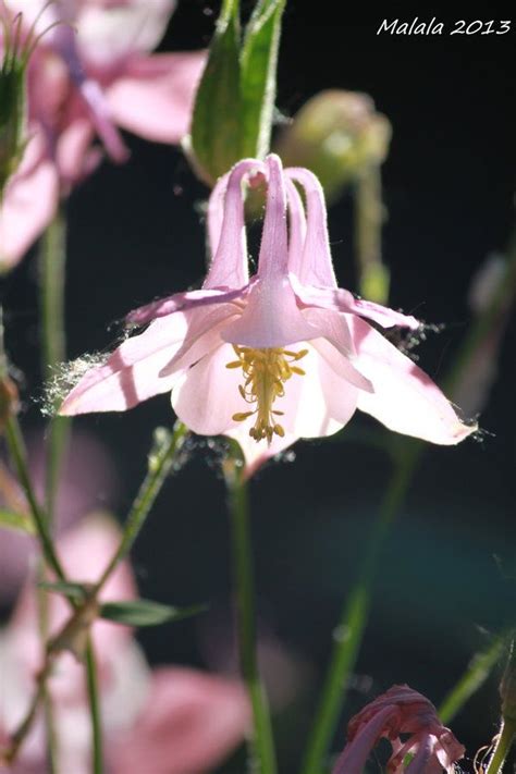 Hardsadness Spring Plants Garden