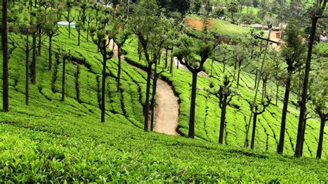 Ooty Wallpapers Top Free Ooty Backgrounds Wallpaperaccess