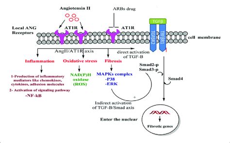 Effects Of Angii On The Tgf βsmad Signaling Pathway Inflammation Os