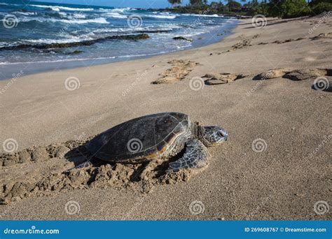 Closeup Of A Beautiful Turtle Relaxing On A Sandy Beach During Sunrise