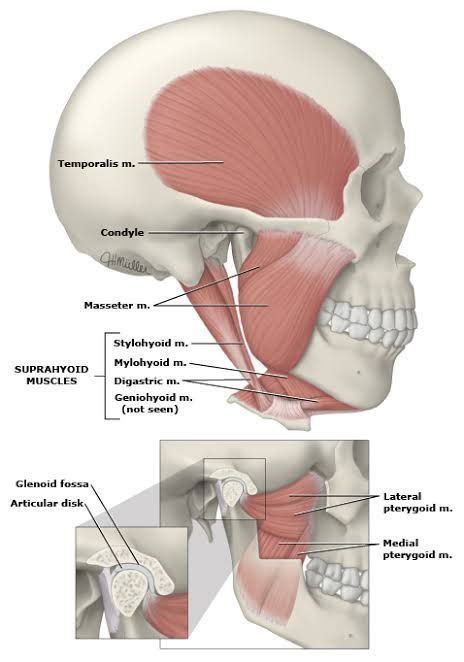 Muscles Of TMJ MEDizzy