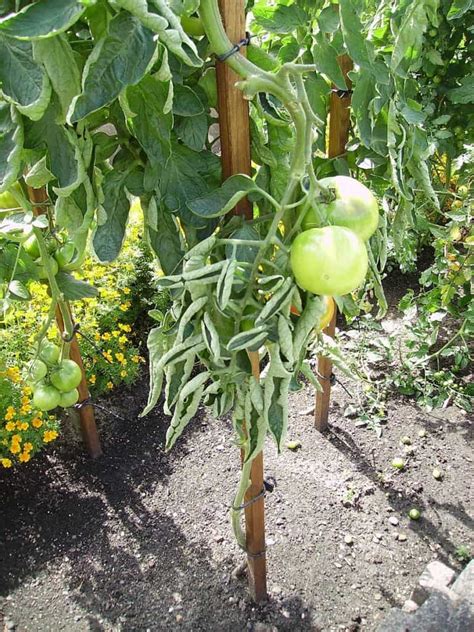 How Tall Do Tomato Plants Grow Plant Ideas