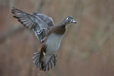 Female Wood Duck Double Shot | Sean Crane Photography