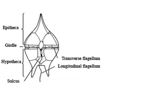 Dinoflagellates Labeled