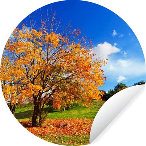 Wallcircle Muurstickers Behangcirkel Boom Bladeren Herfst