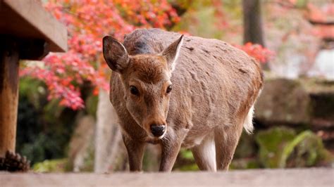 なぜ？鹿だまりとおじぎする鹿の謎＠奈良公園 ページ 2 お写んぽ 街歩き雑学