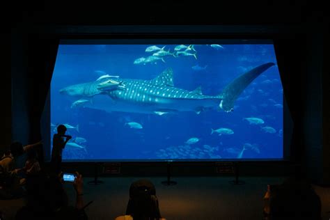 画像・写真｜「沖縄美ら海水族館」と言えば国内最大の水槽「黒潮の海」と「ジンベエザメ」。同水槽内にいる通称「ブラックマンタ」とは一体