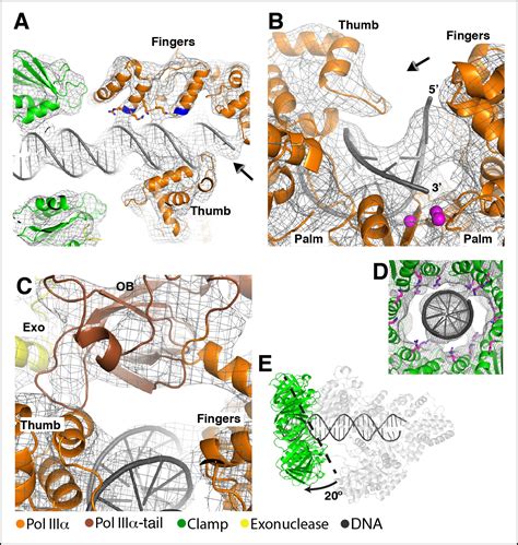 Cryo Em Structures Of The E Coli Replicative Dna Polymerase Reveal Its