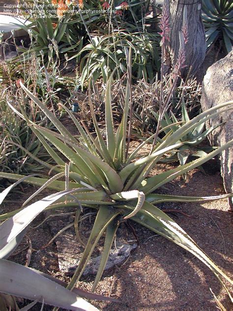 Plantfiles Pictures Aloe Aloe Rigens 1 By Porphyrostachys