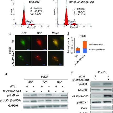 FAM83A AS1 Knockdown Induces Cell Cycle Arrest And Autophagy A B