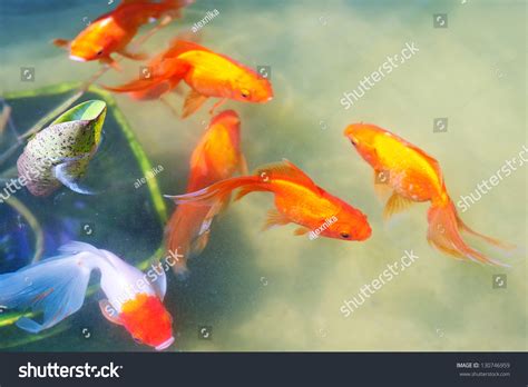 41046 Gold Fish Pond Images Stock Photos And Vectors Shutterstock