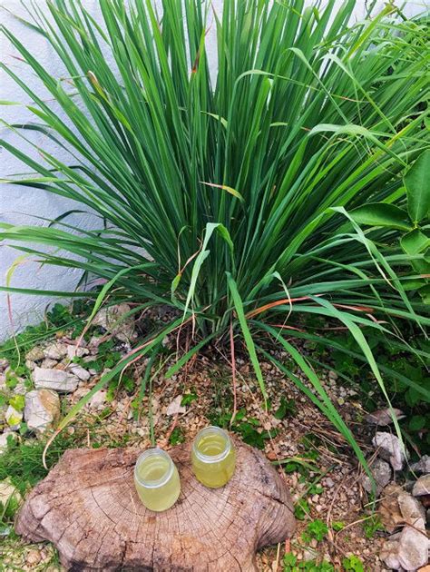 How To Grow Lemongrass In A Pot Lemongrass Plant Care