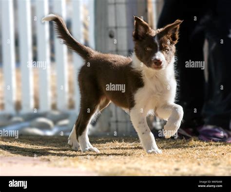 Woman Playing With Her Nine Week Old Border Collie Puppy Running