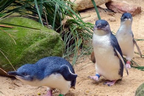 This tiny island in Australia has a 'penguin parade' every night (PHOTOS) | Mapped