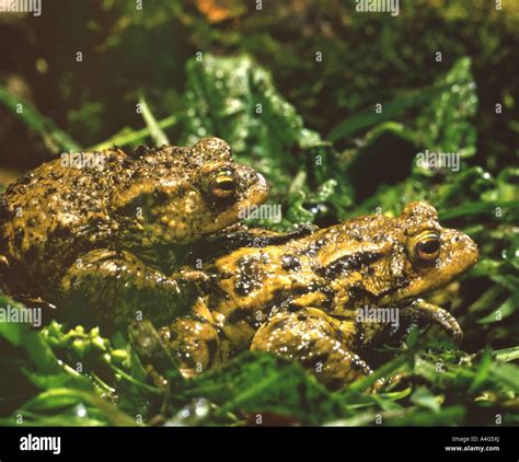 Common Toad Bufo Bufo Stock Photo Alamy