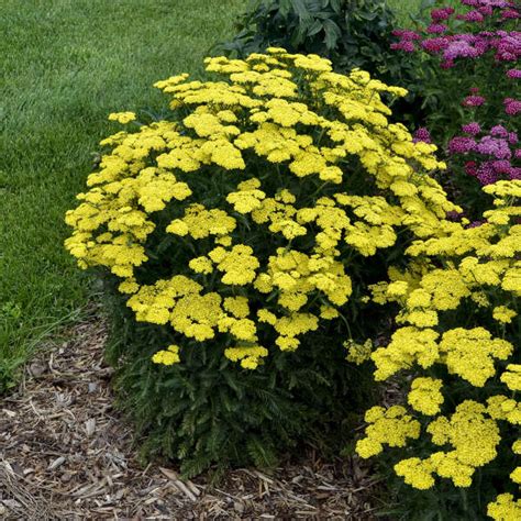 Photo Essay New Proven Winners Perennials For 2020 Perennial Resource